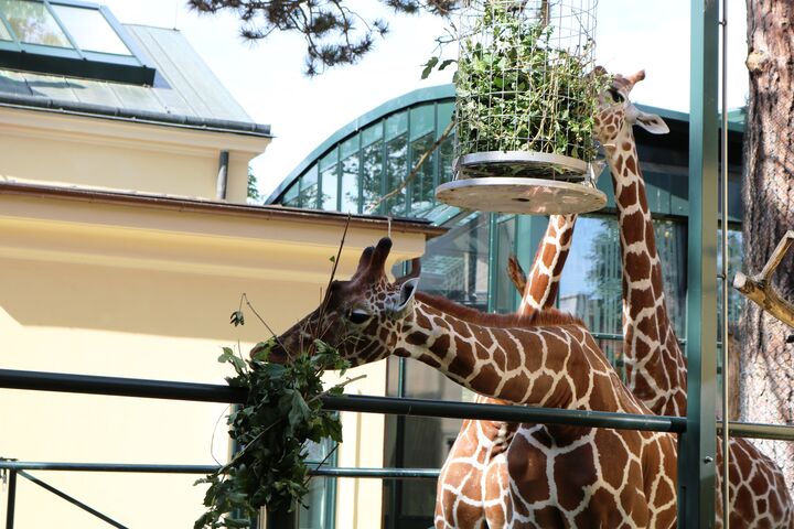 Fleur, Sofie undObi lassen es sich schmecken.