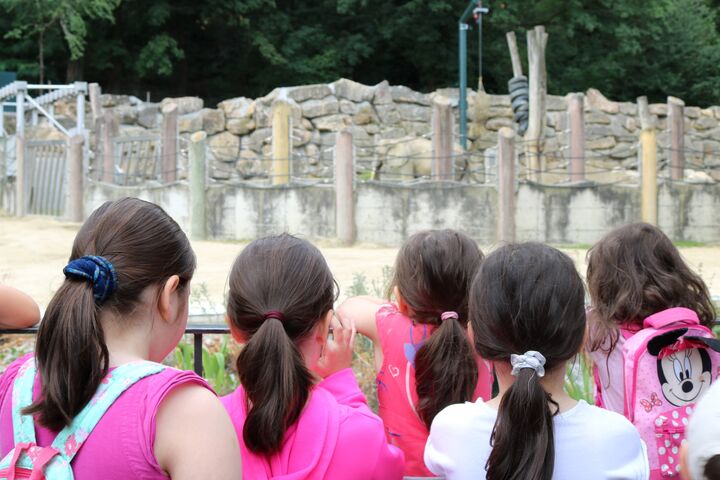 Wer entdeckt zuerst den Babyelefanten?