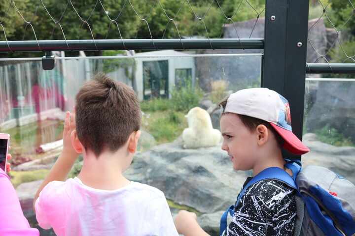 Können Eisbären schwimmen?