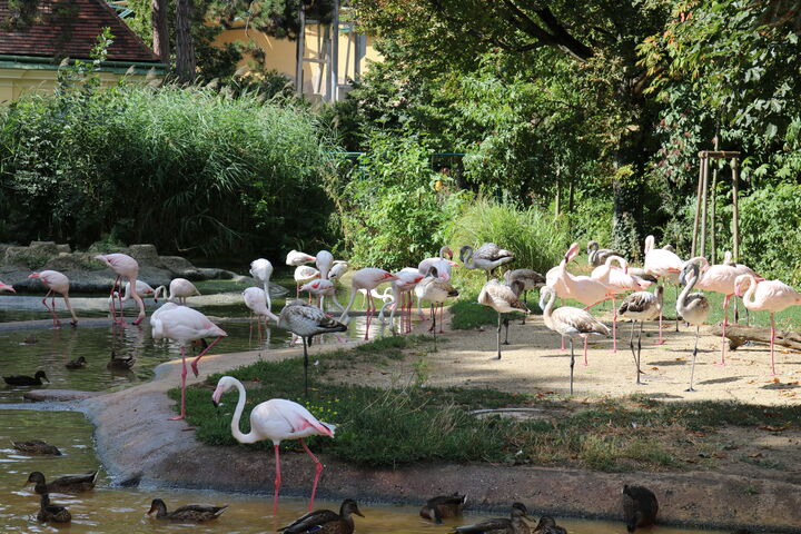 So viele Küken. Durch ihr graues Gefieder unterscheiden sie sich leicht von ihren erwachsenen Artgenossen.