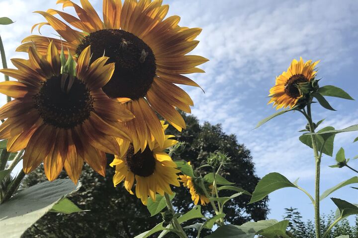 Der Garten blüht einladend (Bild: FSW)