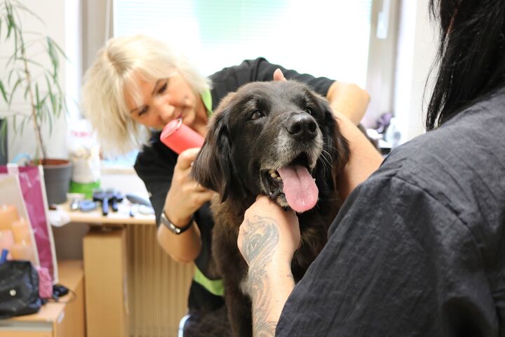 Margit konzentriert sich bei der Arbeit auf jeden Handgriff und das Tierwohl. (Bild: FSW)