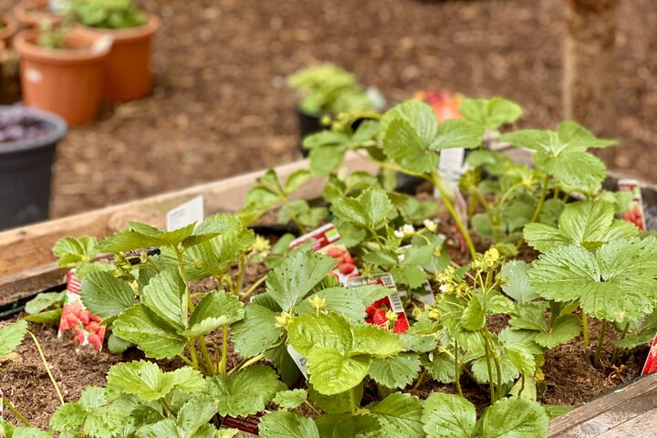 Erdbeeren: Im Mai noch frisch eingesetzt und mittlerweile eine gesunde Snack-Quelle für die Jüngsten im Chancenhaus Obach Favorita. (Bild: FSW)